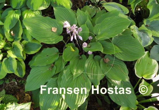 Hosta Purple Boots